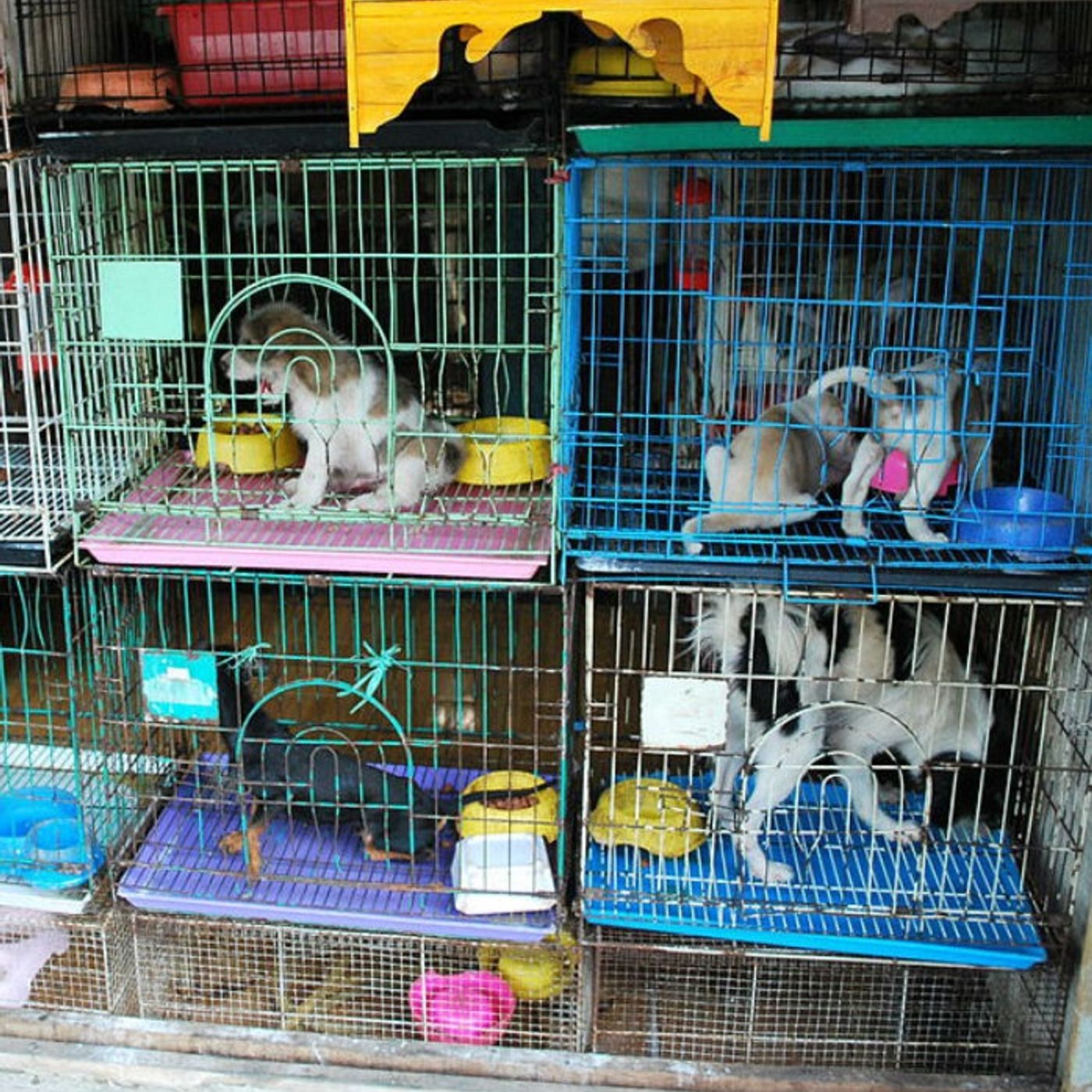 Iowa Puppy Mills Make Humane Society's 'Horrible Hundred' List