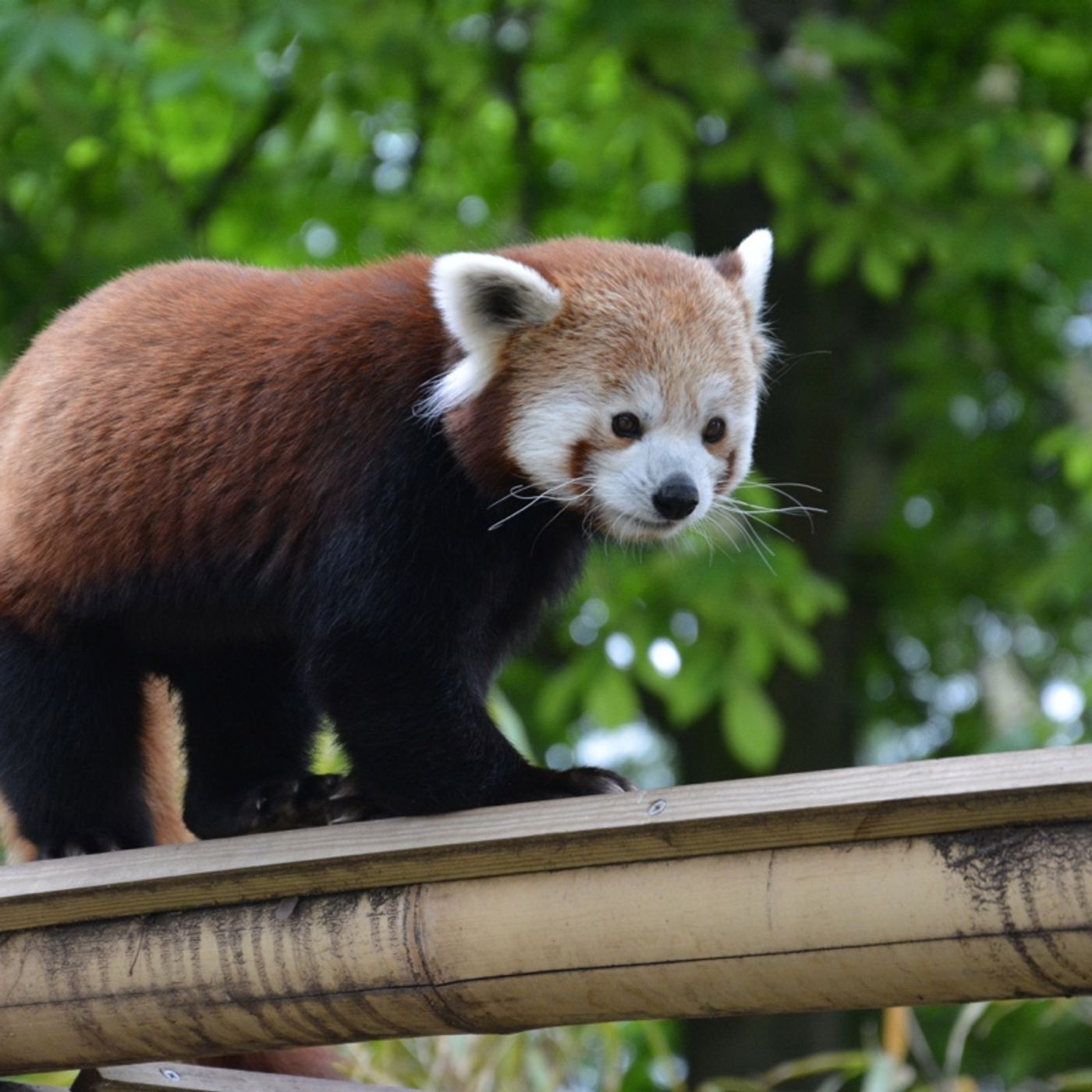 Pandacast