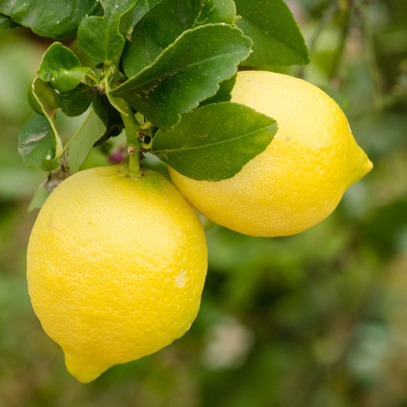 Lemon Party