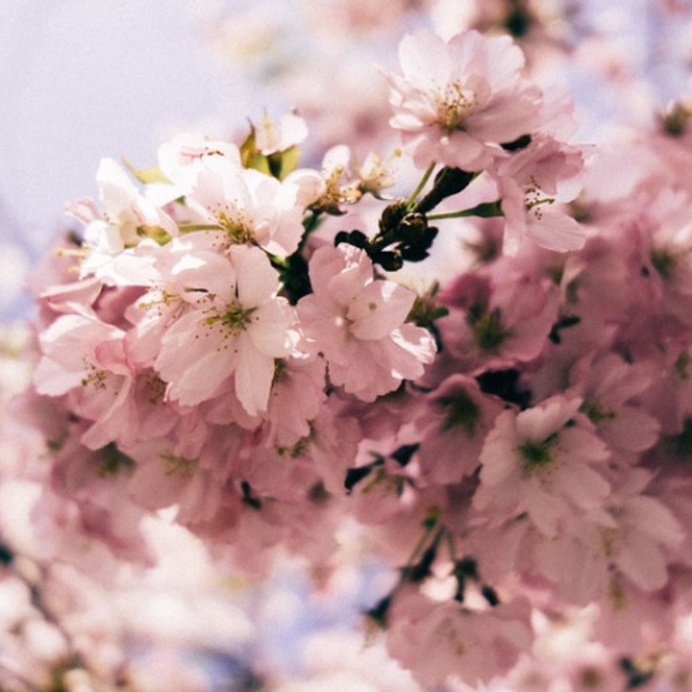 What to do in and around Daejeon in Spring