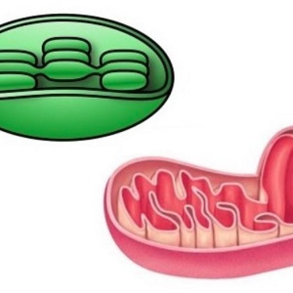 Mitocondrias Y Cloroplastos