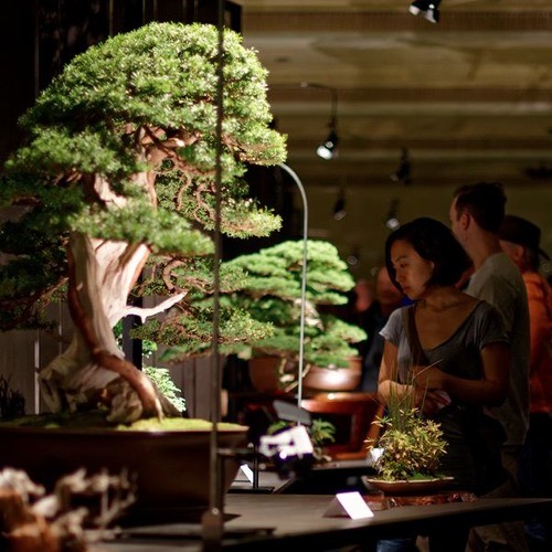 OPB Is Portland The Epicenter Of An American Bonsai Movement? Bonsai