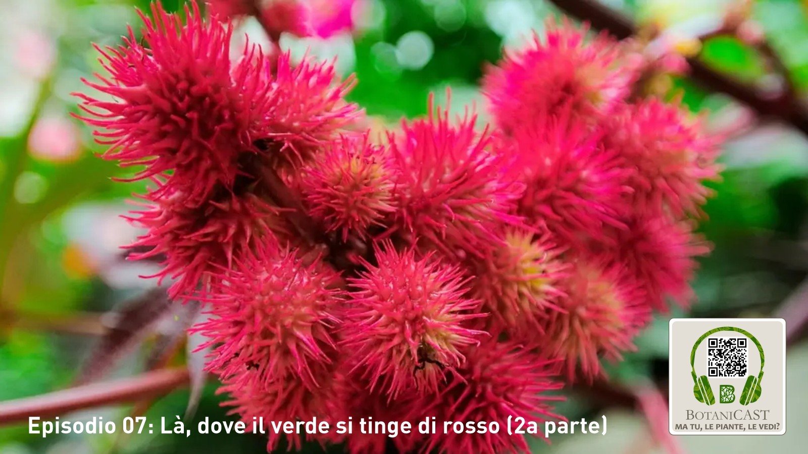 Ma tu le piante le vedi? | Episodio 08: Là, dove il verde si tinge di rosso (2a parte)