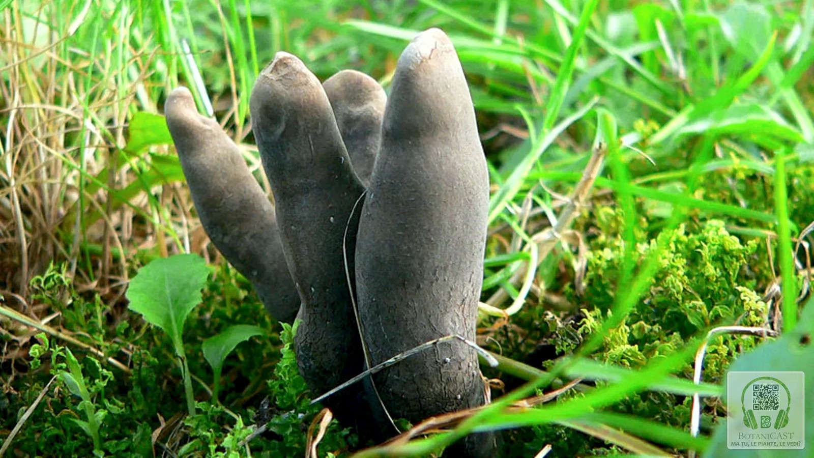 Piante (e funghi) spaventosi Seconda parte