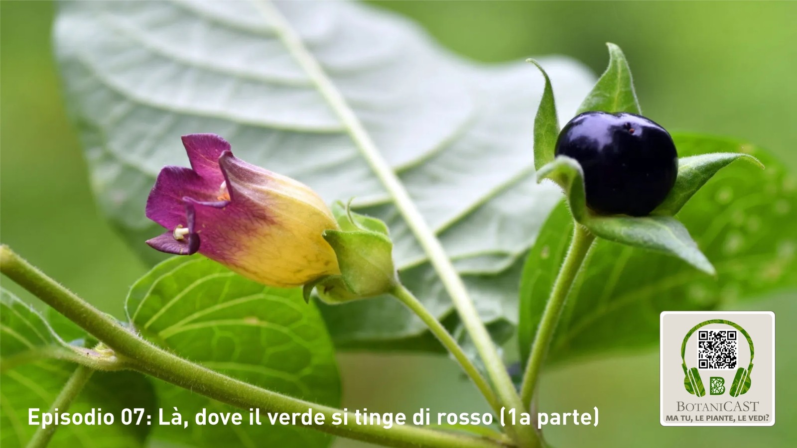 Ma tu le piante le vedi? | Episodio 07: Là, dove il verde si tinge di rosso (1a parte)