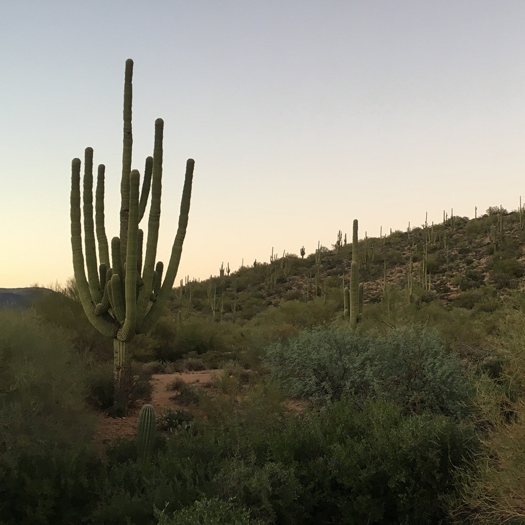 Episode 5 – Phoenix (ENG)