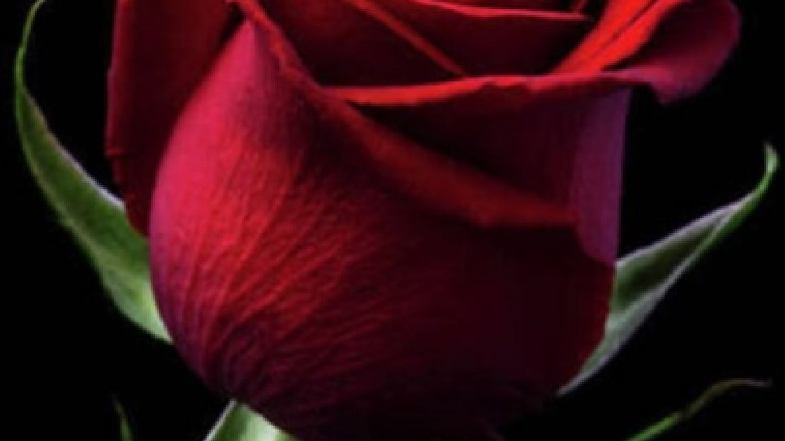 Love Is...What Love Does.