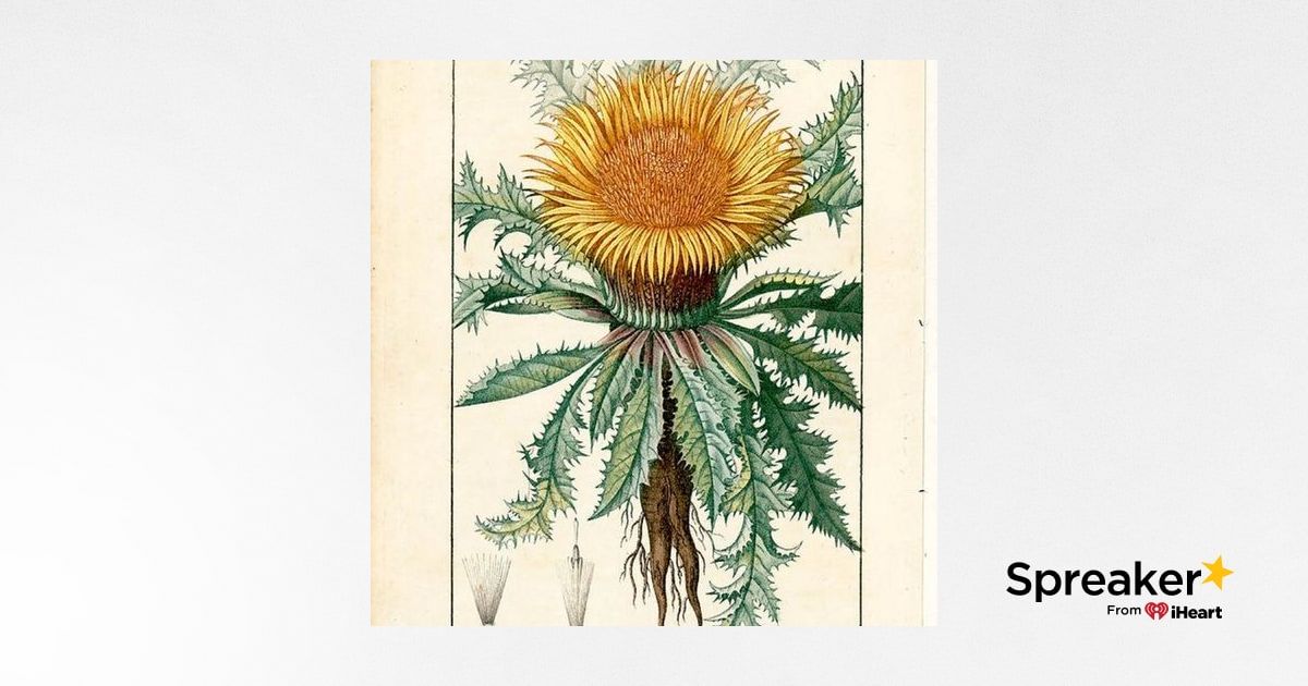Show 87: Touch Me Nots/Jewelweed, Bears, Plant Walks and Carline Thistle