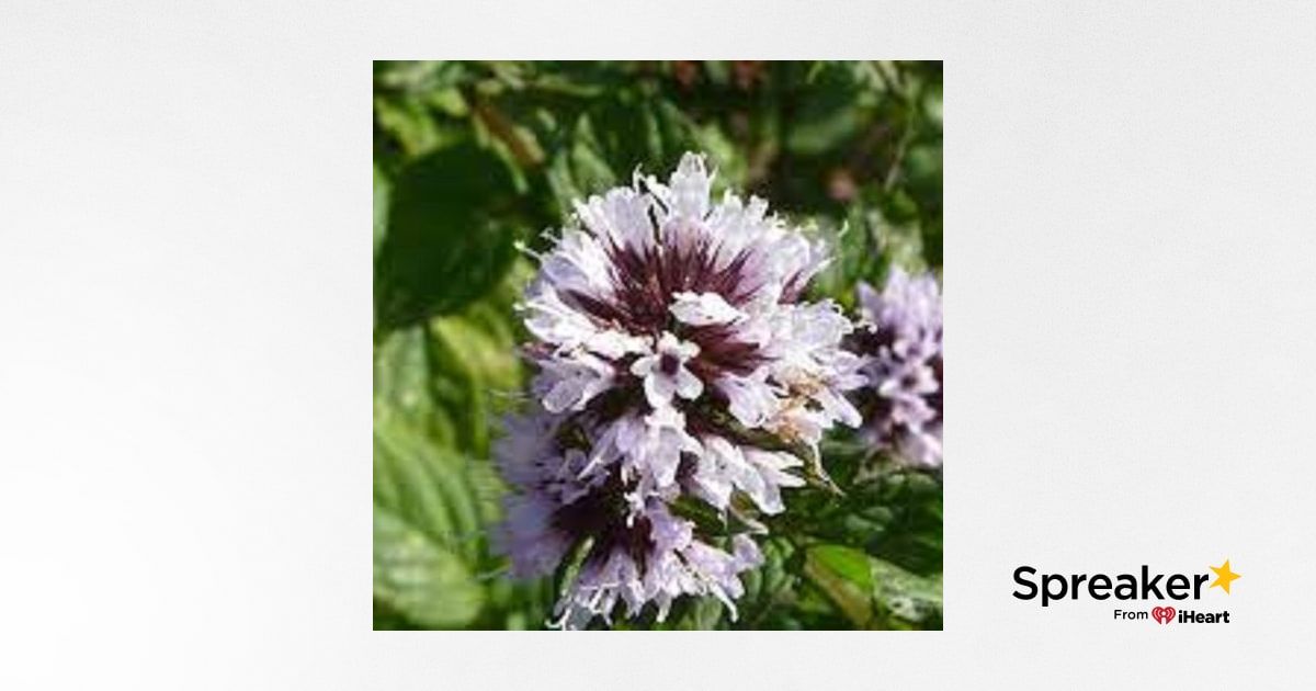 Show 32 The Mint Family of Herbs