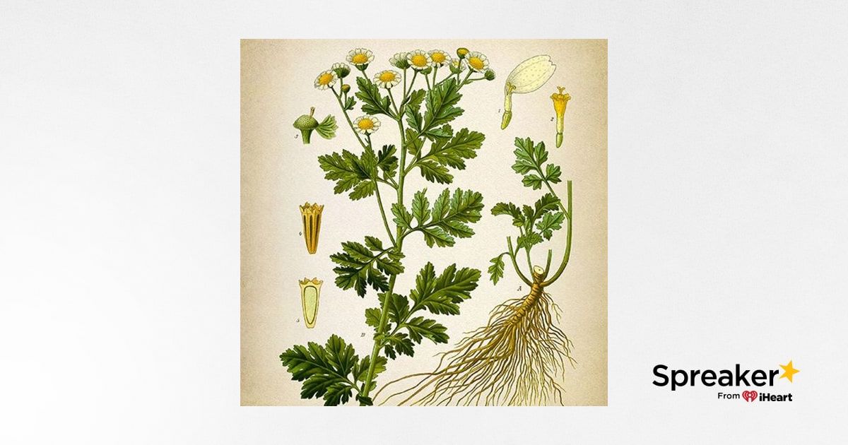 Show 99: Whittling, Feverfew and Ask Me Anything