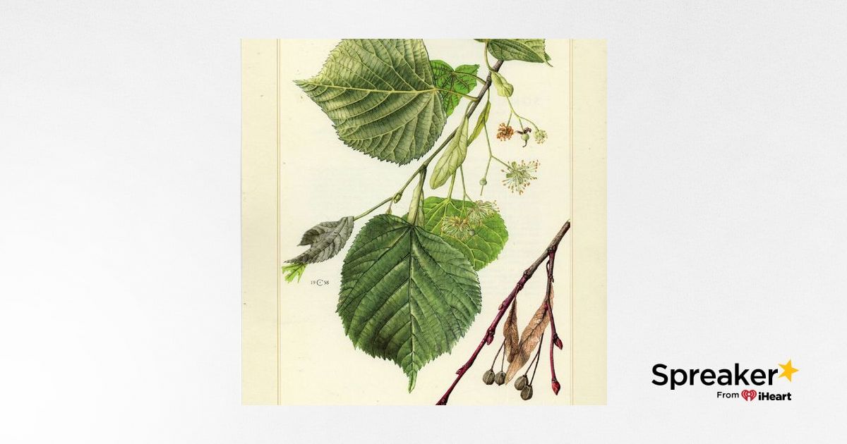 Show 144: Tillia/Linden/Lime/Basswood and homemade Pasta