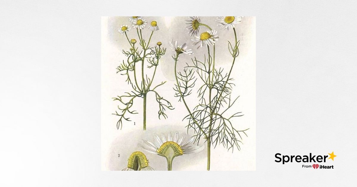Show 89: Mindfulness and Chamomile