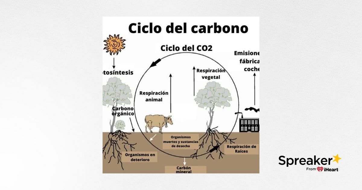 ciclo del carbono