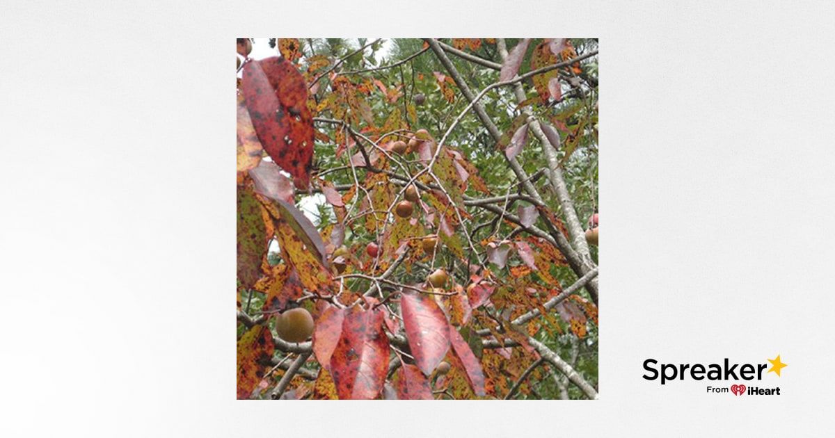Show 47: The Fall Foraging Show