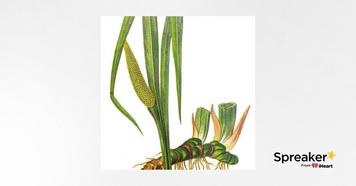 Show 86: All about Calamus