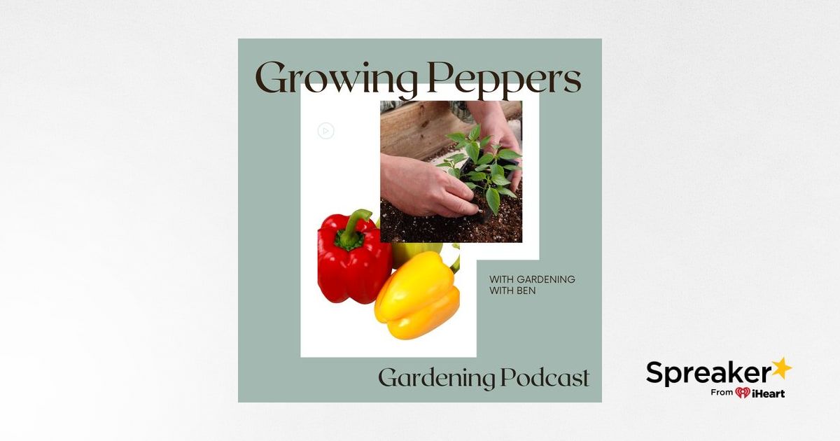 Podcast – Pepper