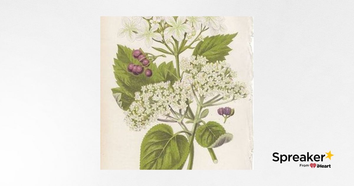 Show 95: Ecumenism, Education and Viburnum