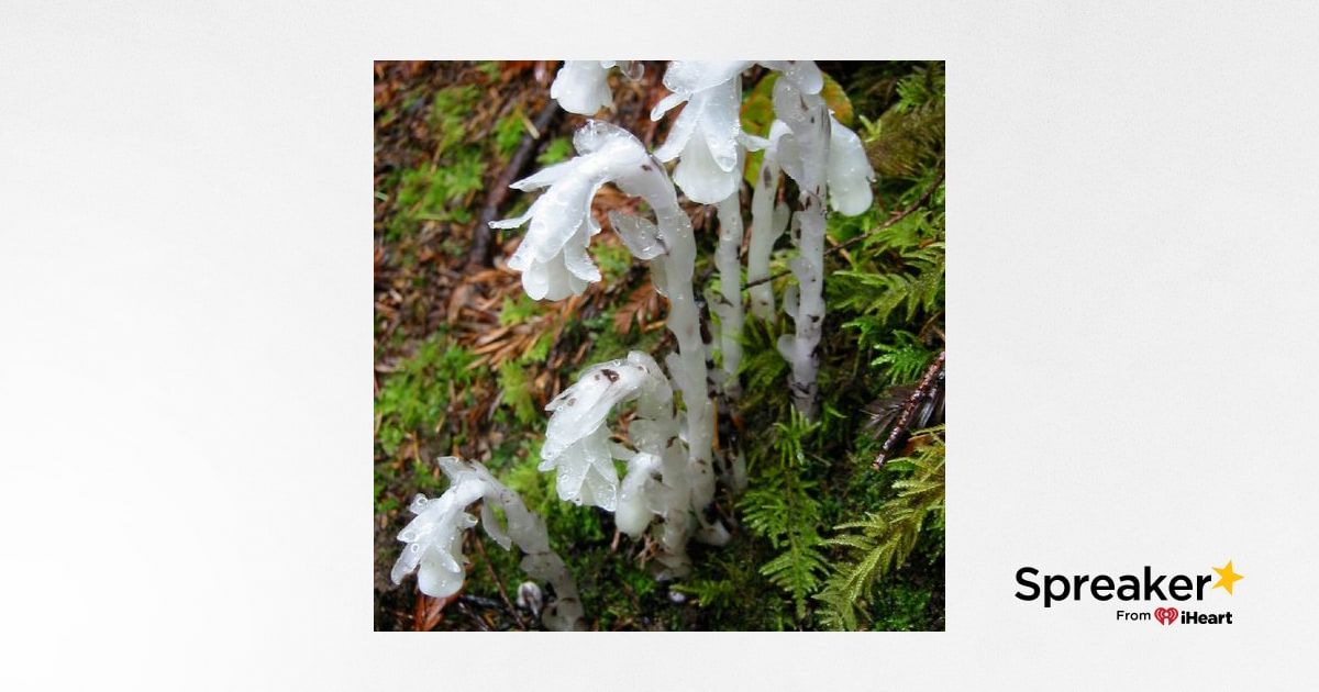 Show 55: Herbs for Burns, Wintergreen/Pipsissewa and Indian/Ghost Pipe