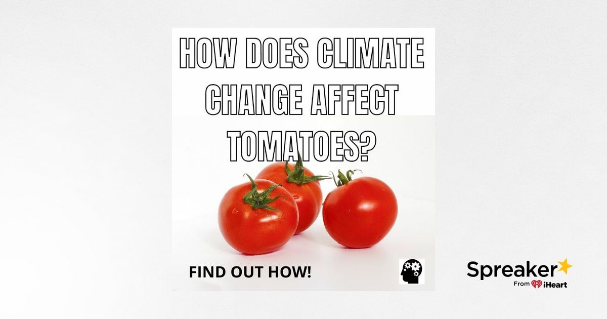 How Does Global Warming Affect Tomatoes?