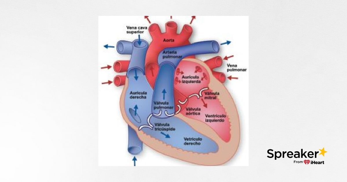 Circulación Interna del Corazón