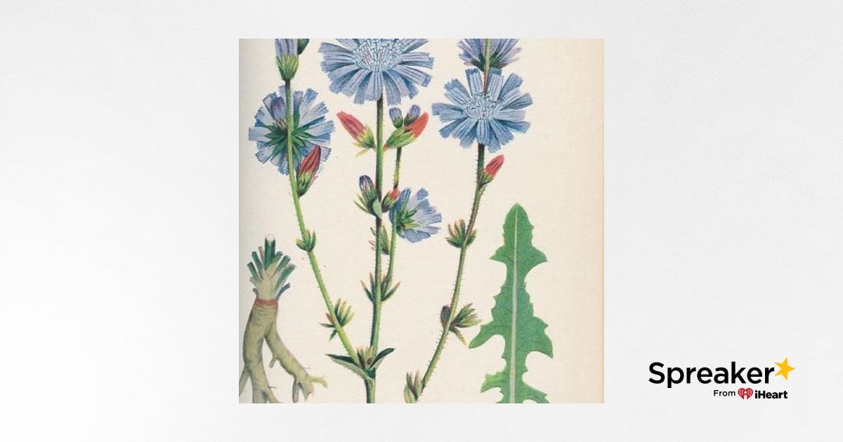 Show 90: Mostly about Parsley and Chicory
