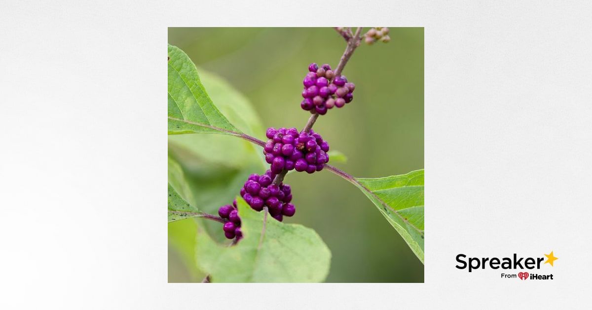 Show 61: Herbs to repel insects, for stings, bites and parasites