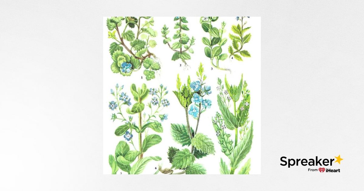 Show 141: Speedwell and Potato Pancakes