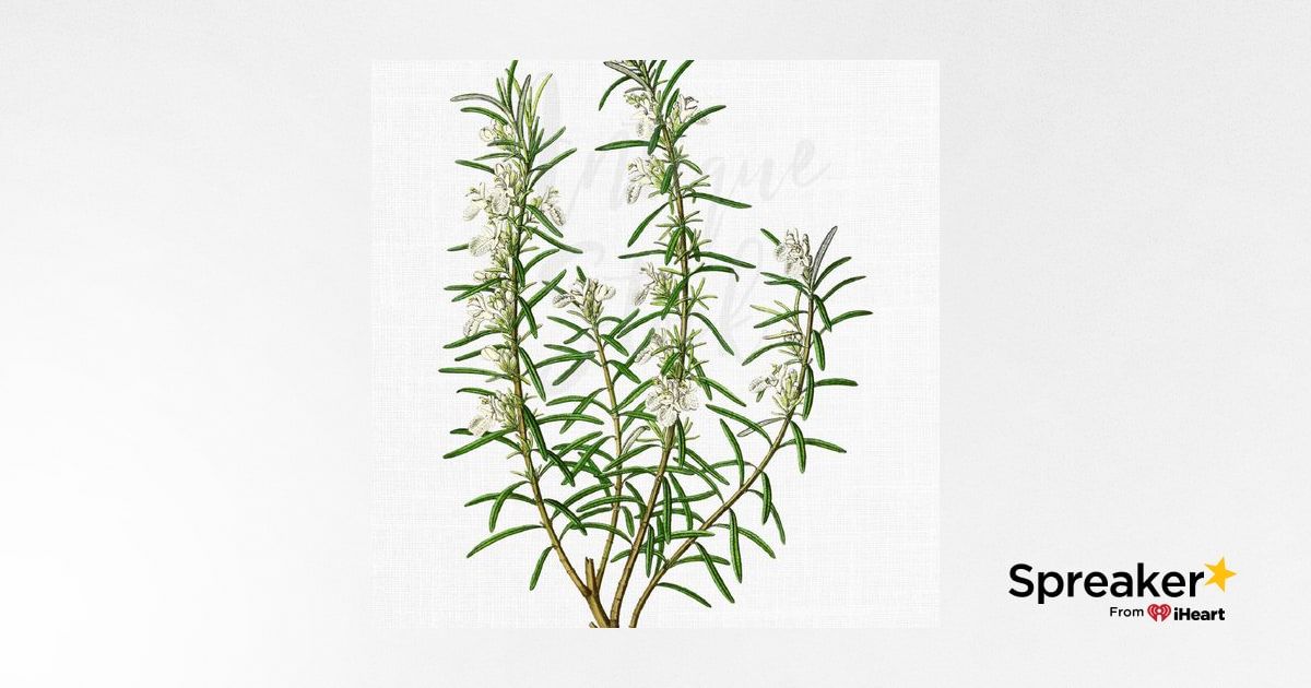 Show 134: Rosemary and dandelions greens (medicine and food)
