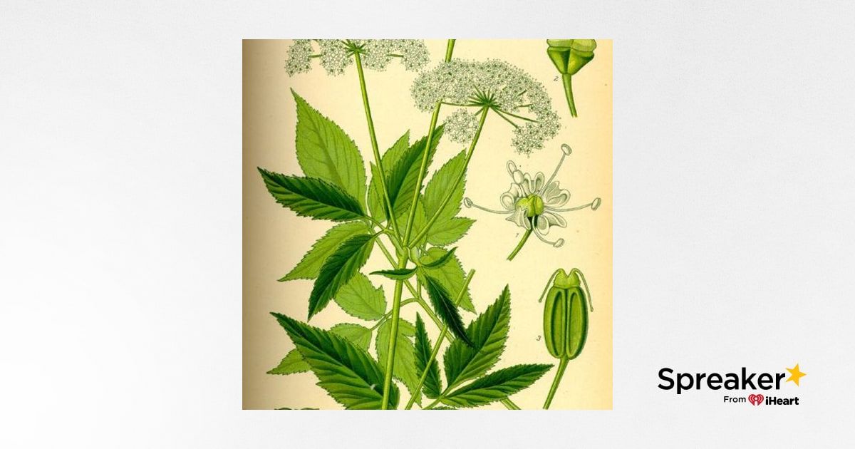 Show 147: Goutweed and cooking with Calamus