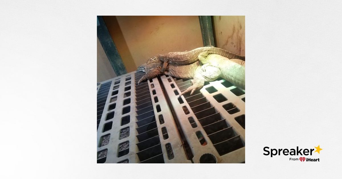 chicago reptile house facebook