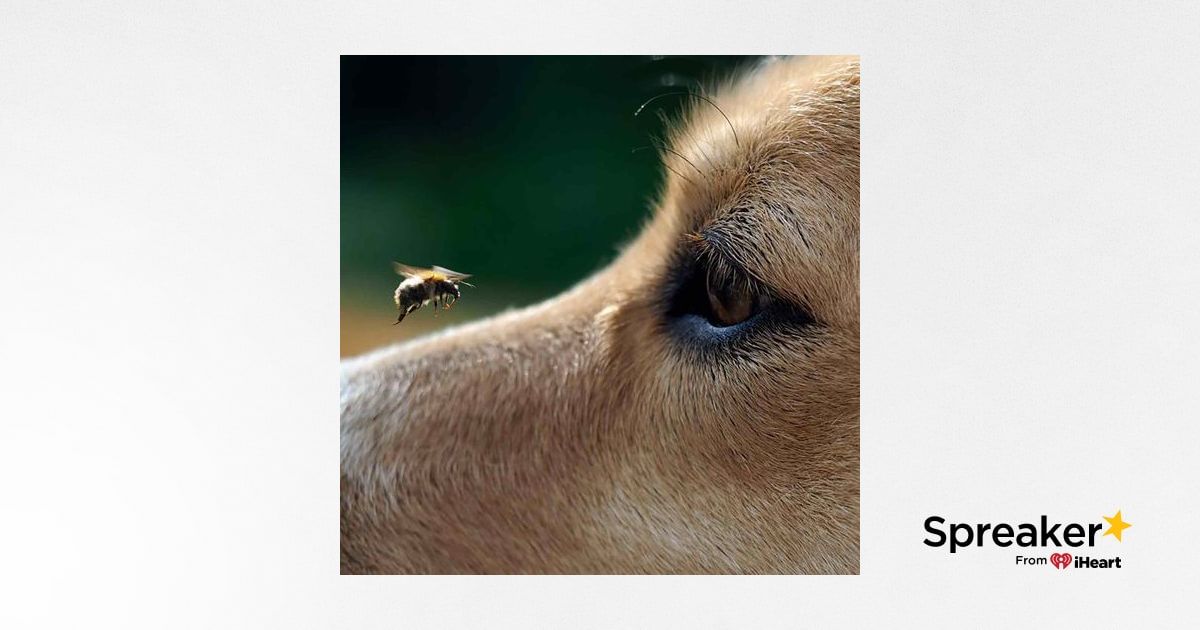 1226. Can Dogs Recognize Faces from Pictures?