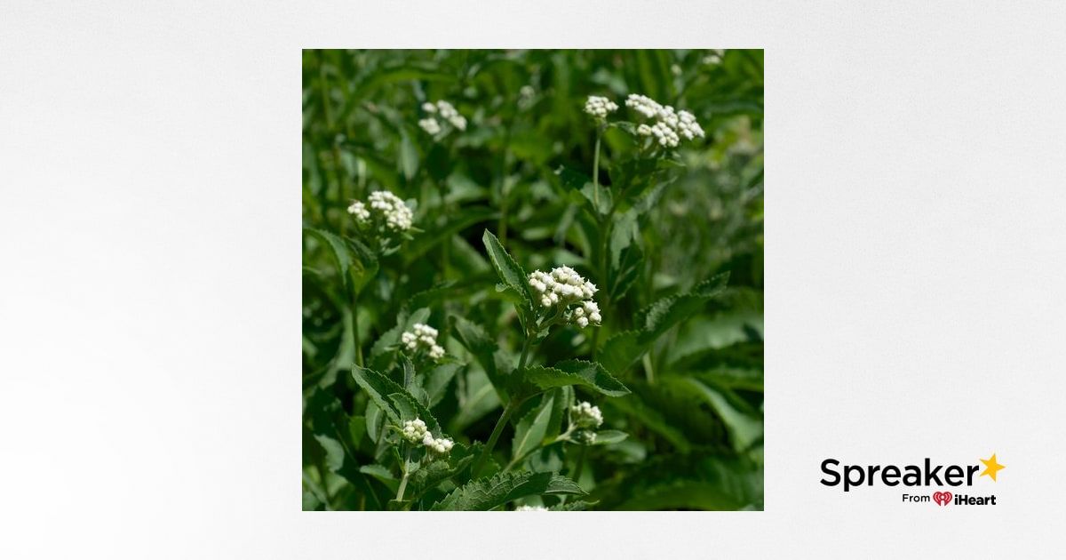 Show 53: Wild Quinine, Prickly Pear Cactus and Wound Healing Herbs