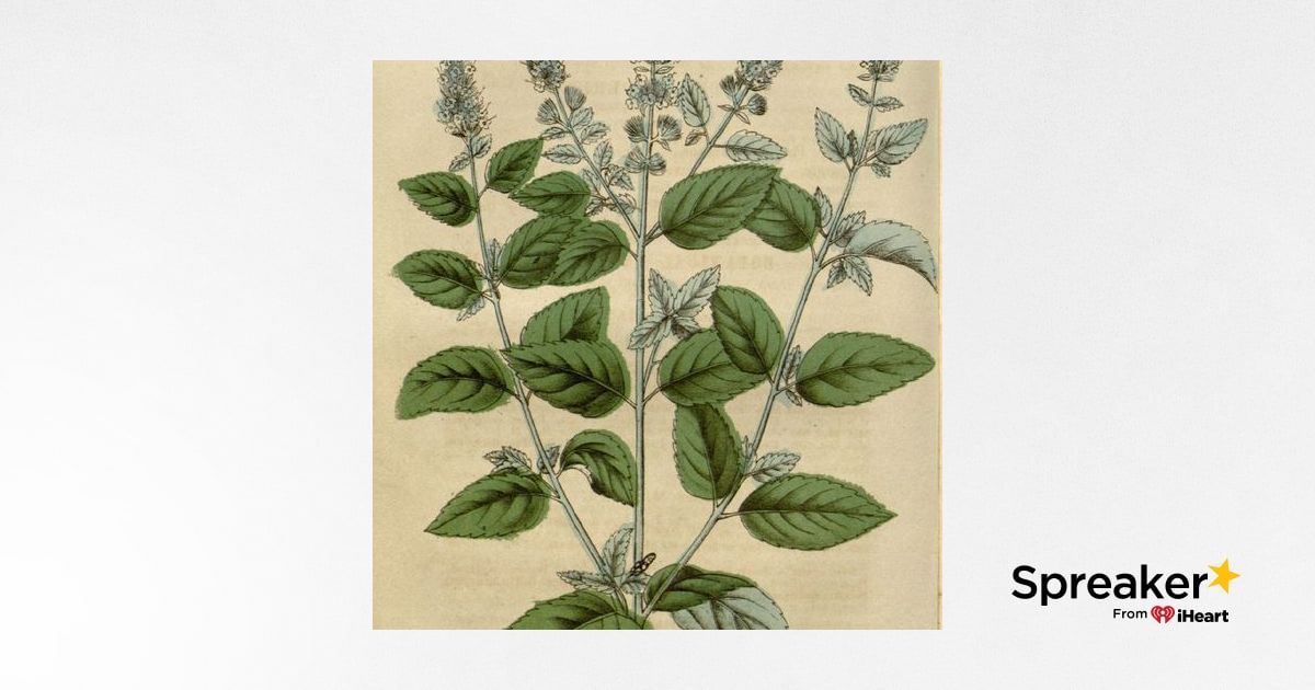Show 124: Medicinal and Culinary Mints, Plus Some Seafood Recipes