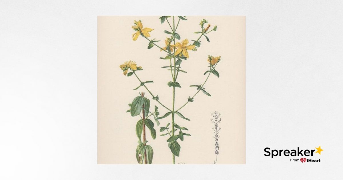Show 111: Seasonal Depression, St. John's Wort and Brunswick Stew