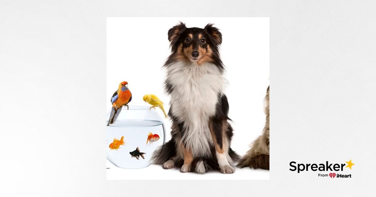 keep pet in home keep pet in home