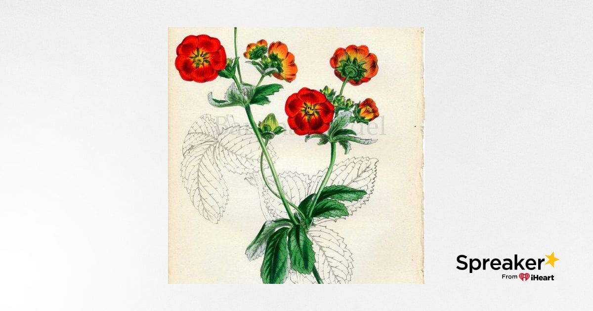 Show 130: Potentilla, YARFAS and How to Deep Fry Seafood the Right Way!