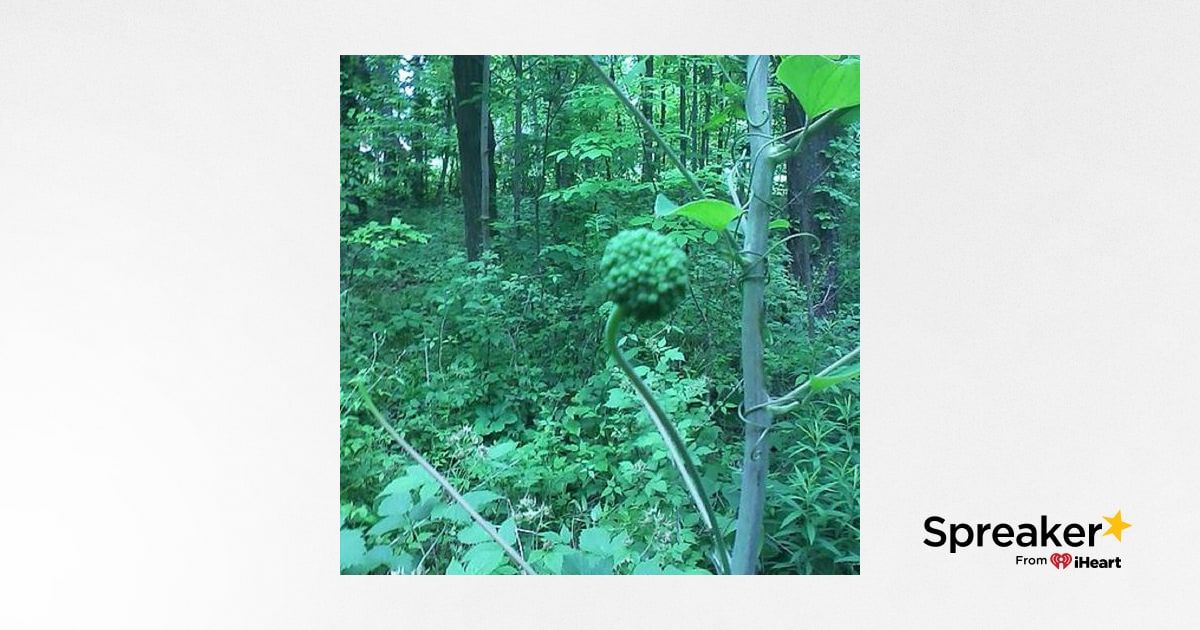 Show 48: The Ginseng, Aralia and Smilax families
