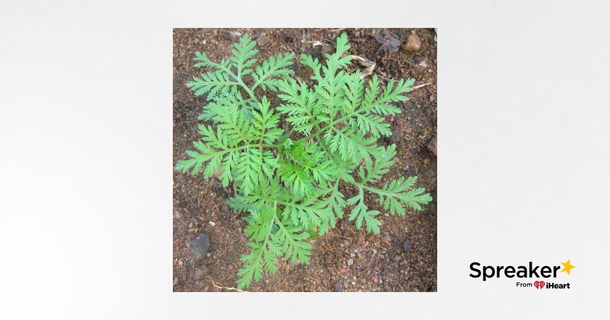 Show 57: Antiviral Herbs