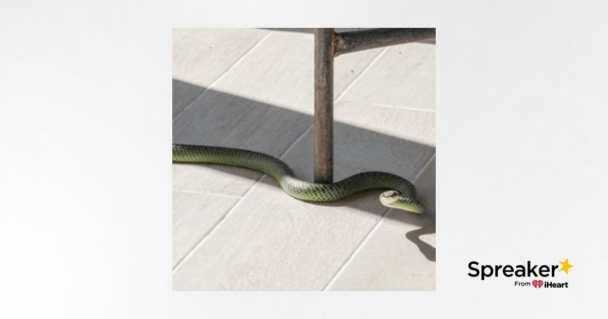 Mơ Thấy Rắn Lục Xanh Đánh Số Gì - Bí Mật Giấc Mơ cùng Nhà Cái PKWIN Thúc Đẩy Vận May