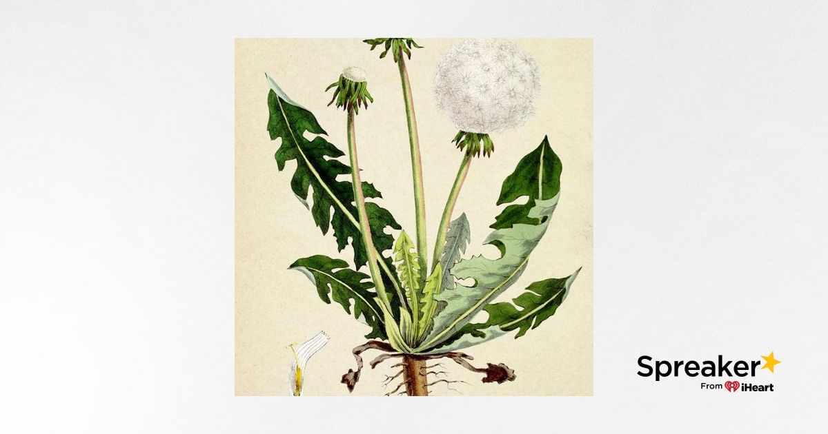 Show 96: The Amazing and Ubiquitous Dandelion