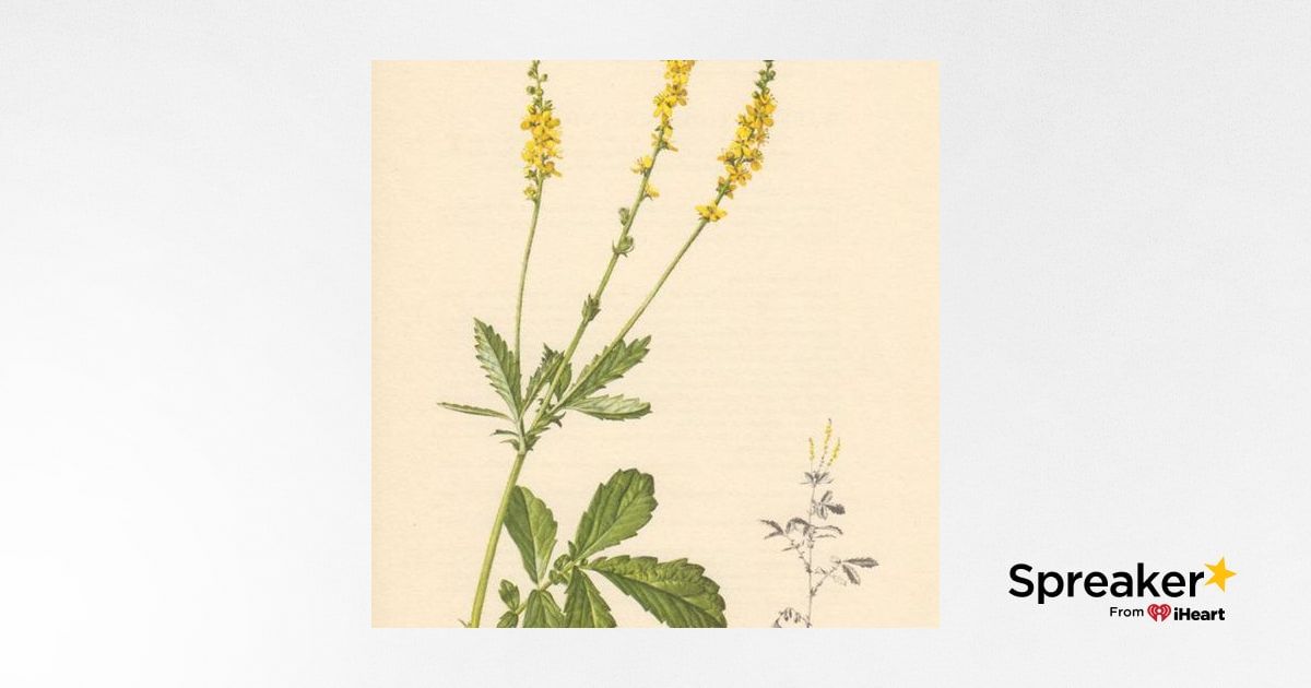 Show 74: Herbs in the diet, Eating seasonally and Agrimony