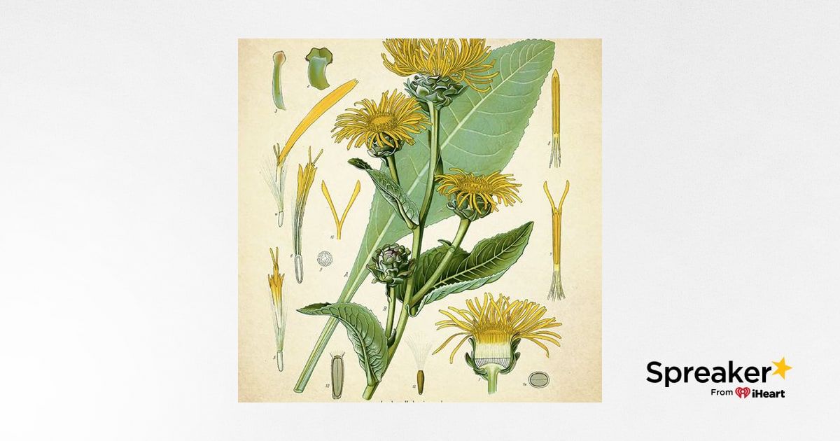 Show 98: 9/11, Cooking, Latin and Elecampane