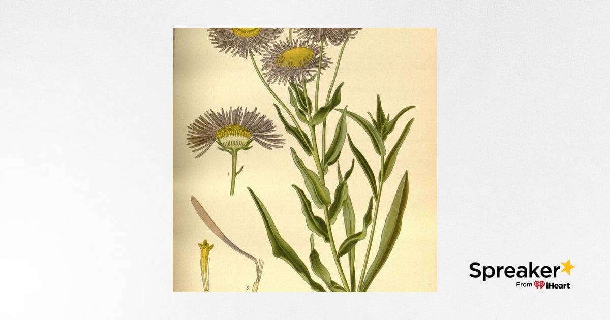 Show 67: Herbs for Urinary Stones and Infections