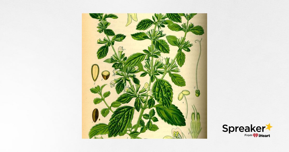 Show 119: Lemon Balm and Potato Soup