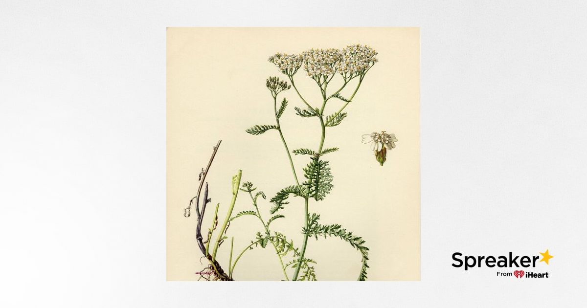 Show 146: Medicinal weeds - Yarrow, Virginia Copperleaf - smoked catfish and book reviews