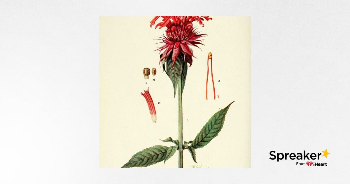 Show 125: Monarda and Pizza