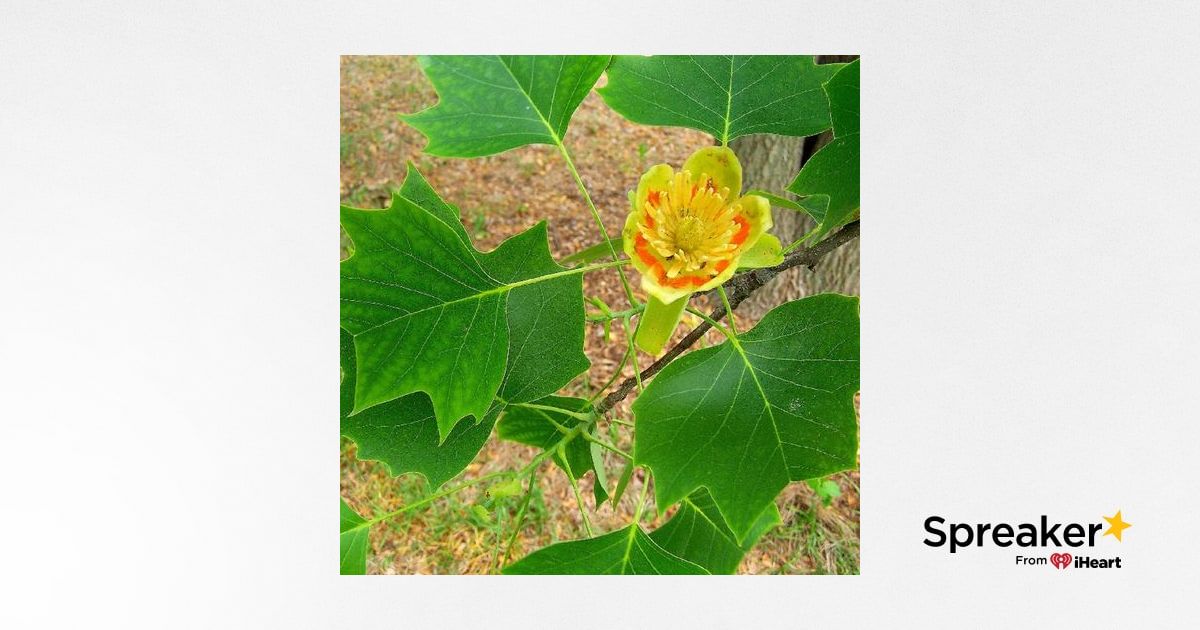 Show 49: The Magnolia, Willow and Walnut Families of Herbs