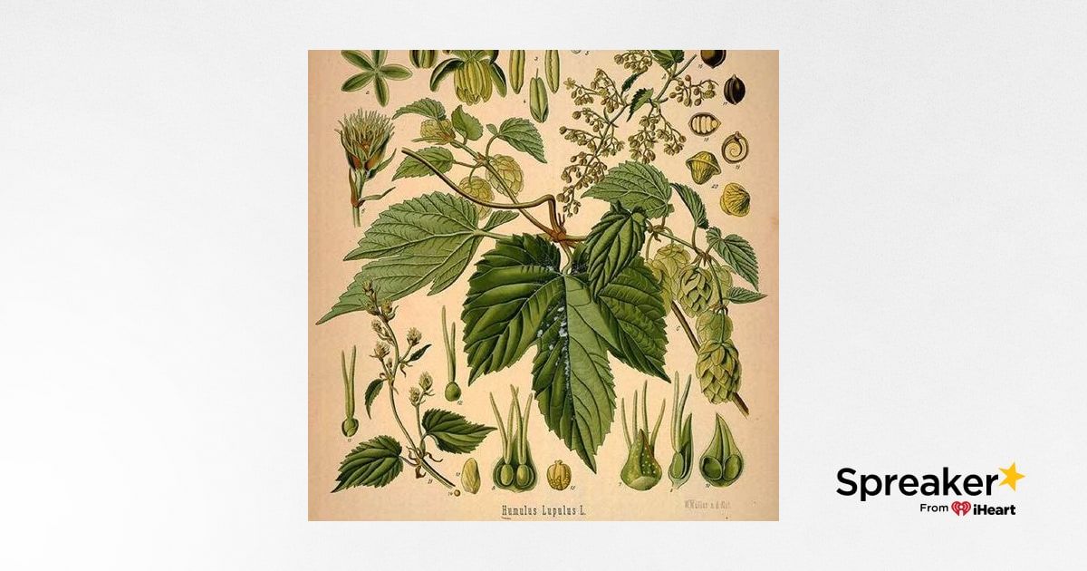 Show 113: Hops