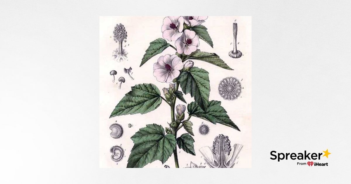 Show 122: The Mallow family of herbs and Green Pork Chili