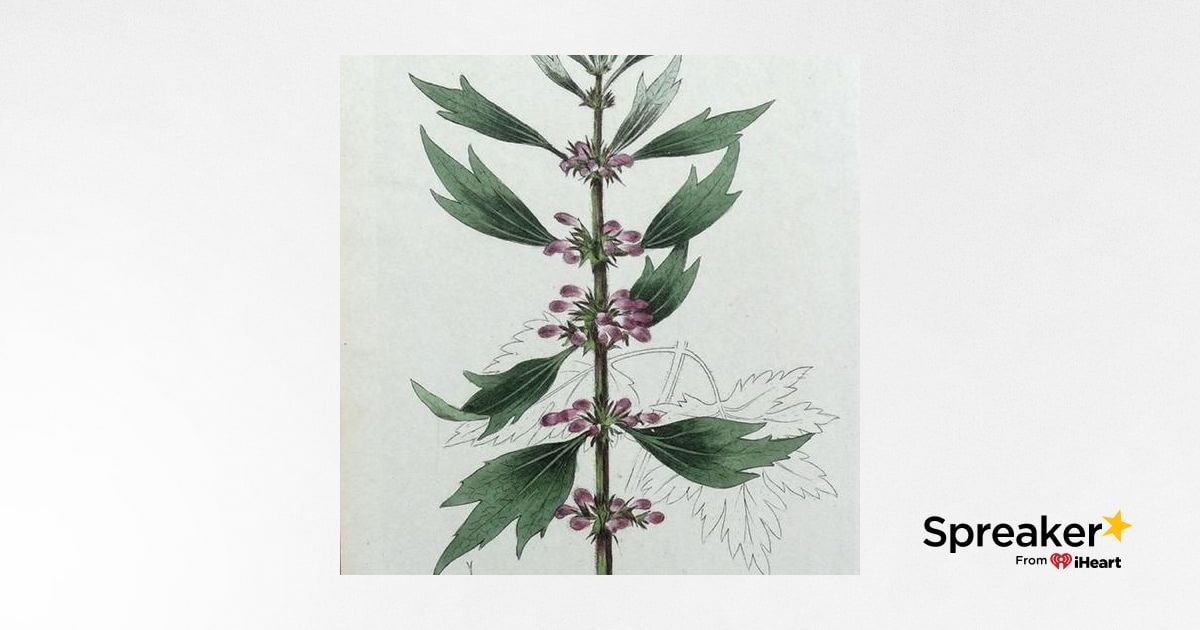Show 126: Motherwort, Mac and Cheese, History, Money and Masculinity